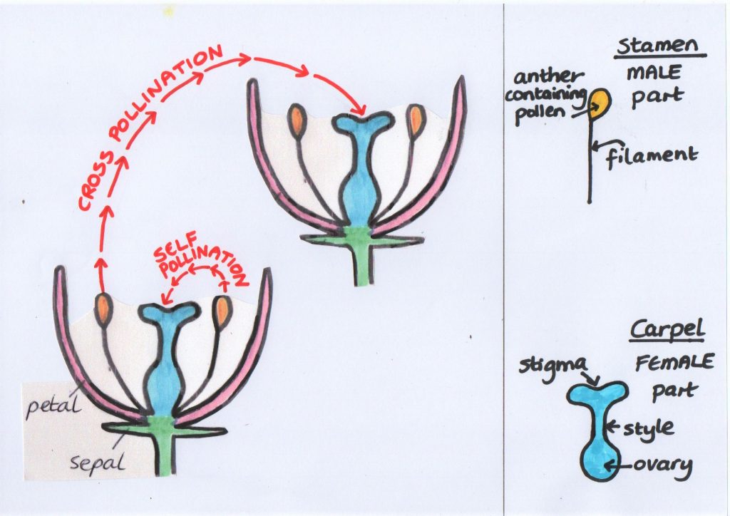 Diagram to show cross pollination and self pollination