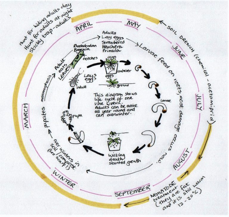 Plant Pest Vine weevil. Life Cycle and Control. Leafy Learning