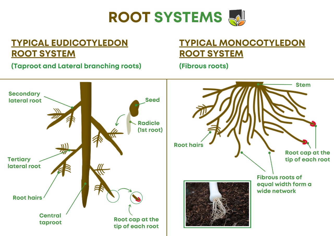 External Structure of Roots. - Leafy Learning