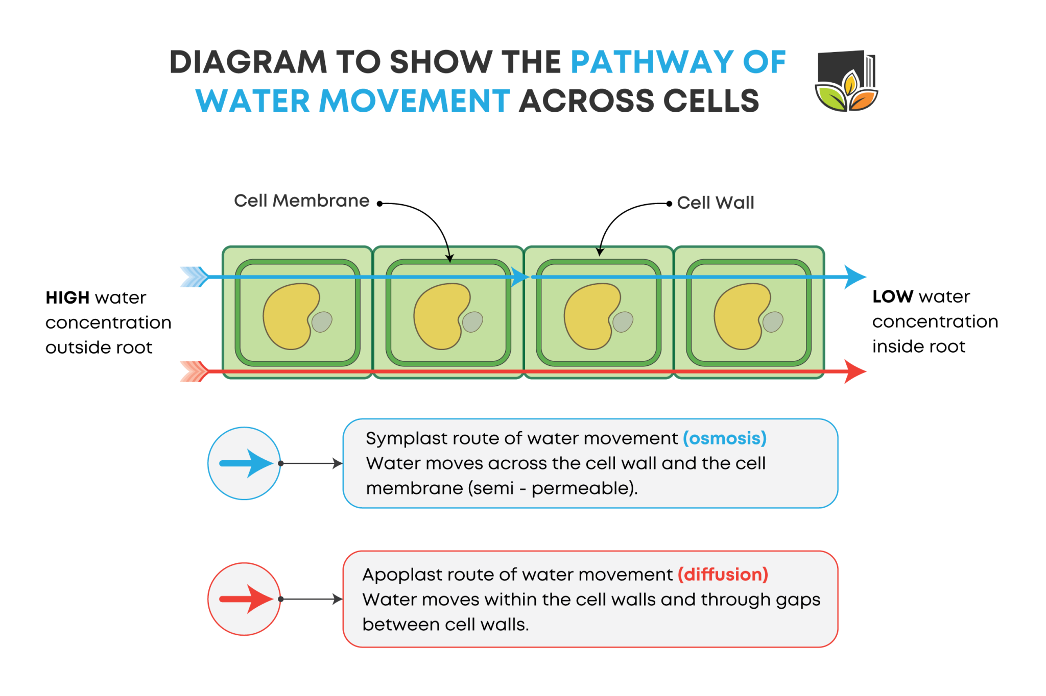 The Movement of Water in the Plant. - Leafy Learning